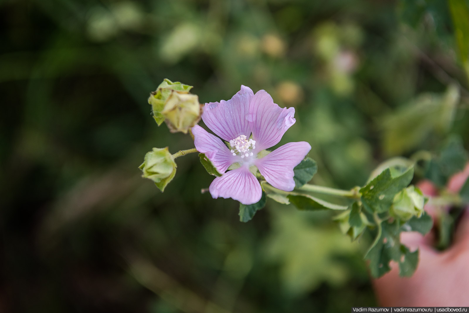 Городище Луковня, Подольское море