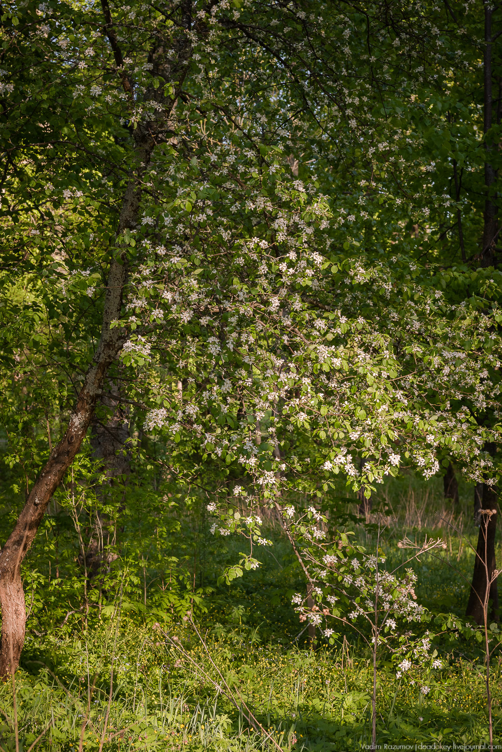 усадьба Воронино