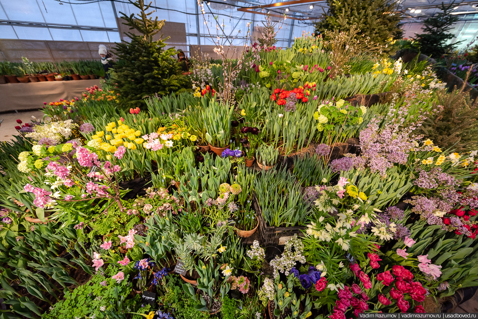 Аптекарский огород, Репетиция весны 2021, цветы, 8 Марта