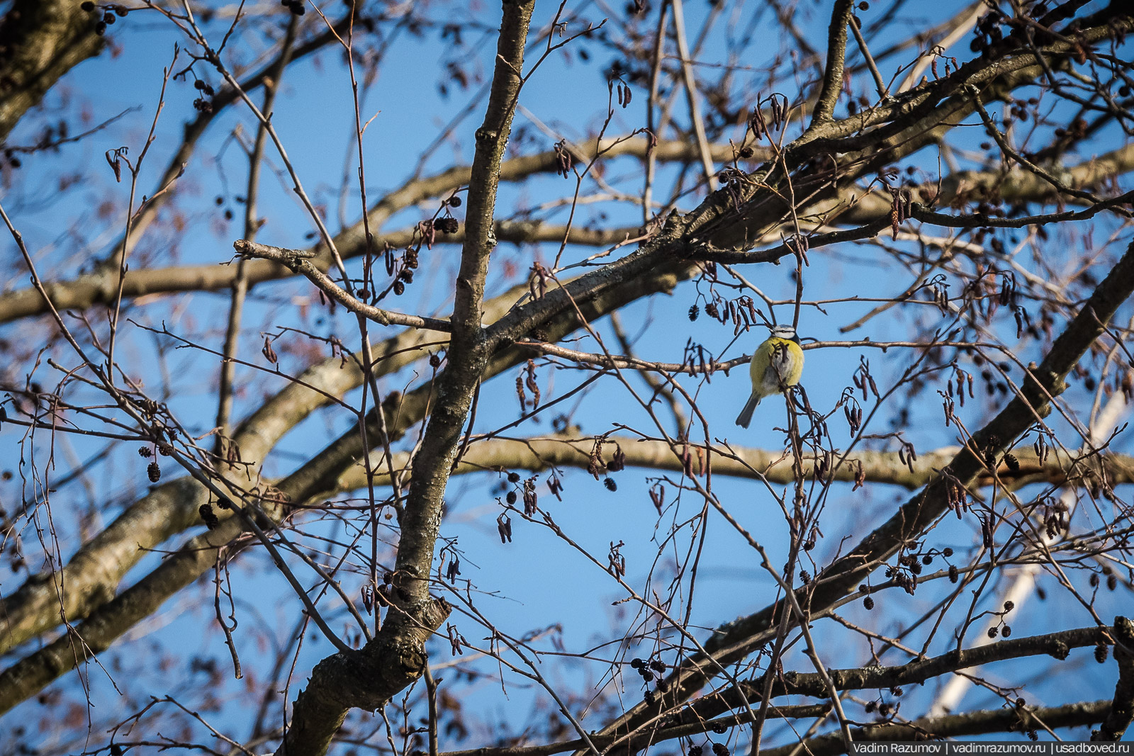 Птицы, парки, синички, снегири