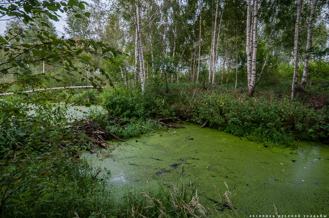 Экоэлектричка на родину журавлей в Талдомский район