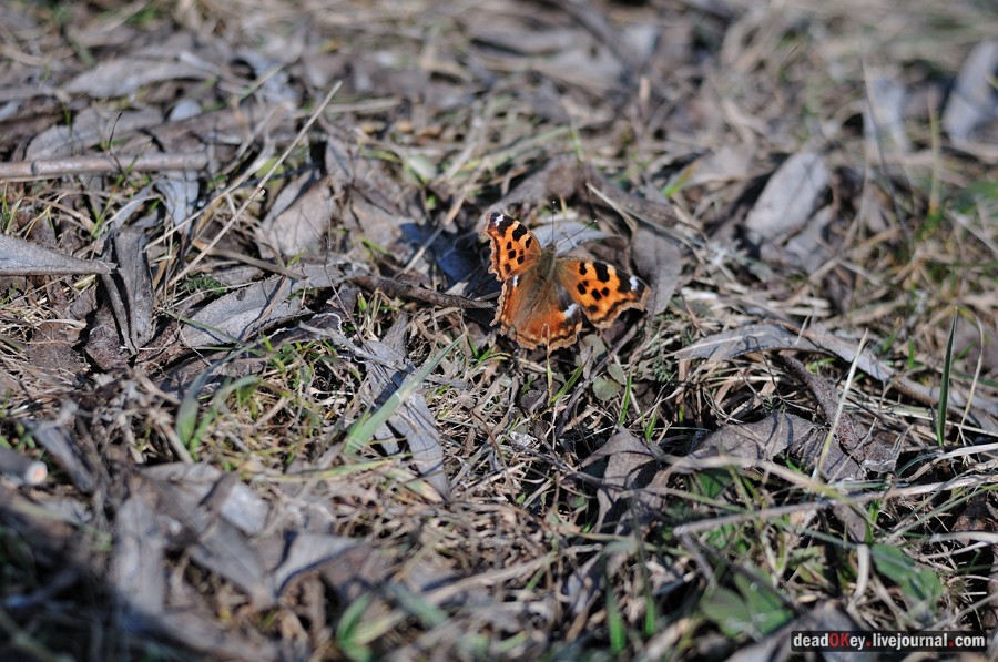 усадьба Уборы