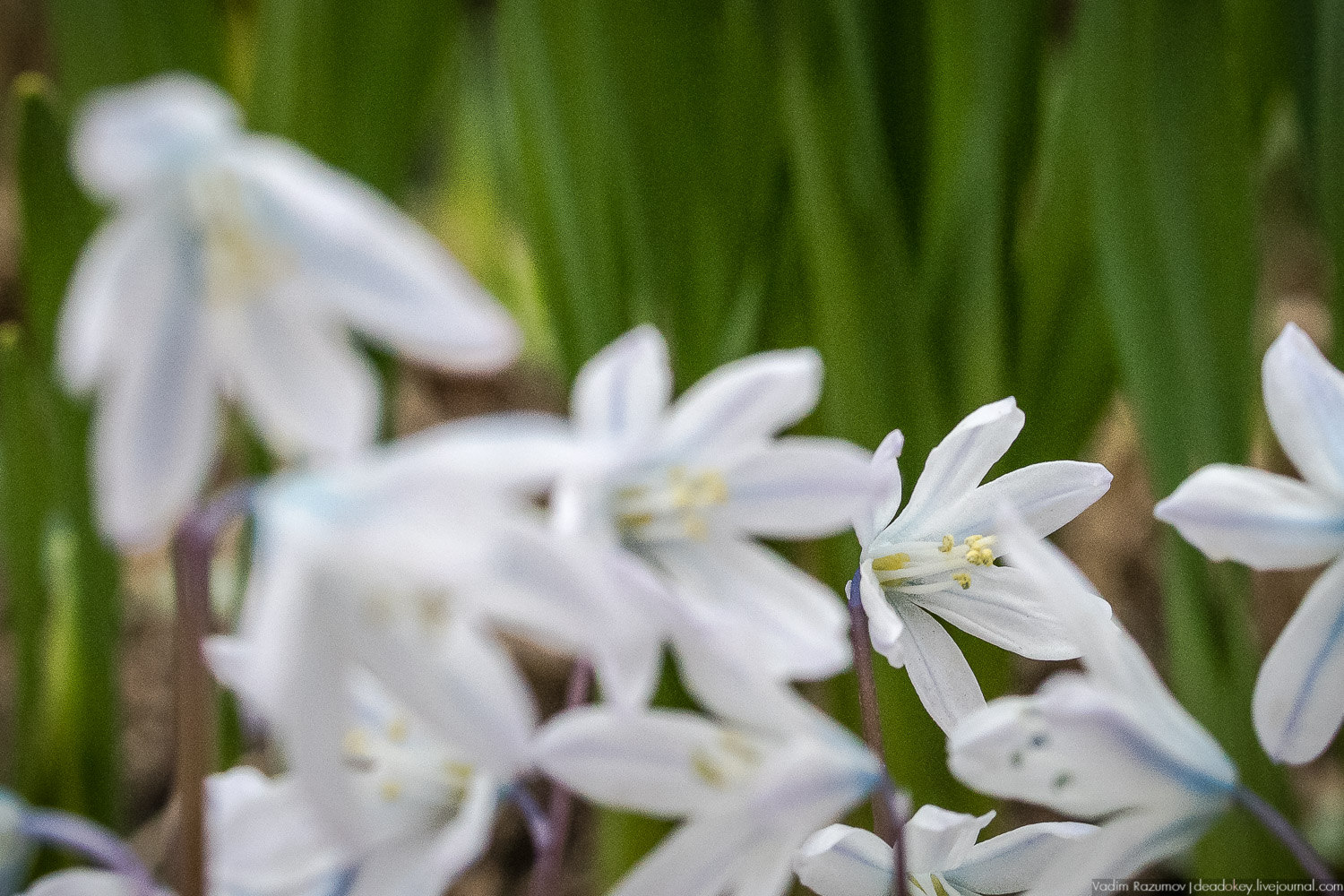 Продснежники в Аптекарском огороде