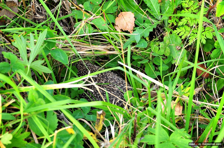 усадьба Яковлево