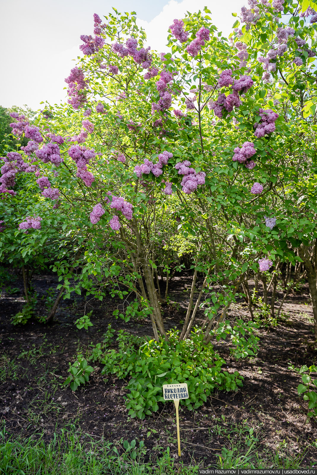 Мещерский дендрарий, ЛОСС, усадьба Барсуково, цветение сирени, Липецкая области
