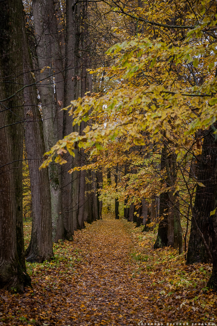 усадьба Ясная Поляна Льва Николаевича Толстого, Тульская область, осенью