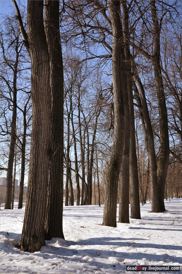 усадьба Кривякино