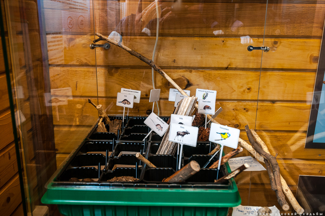 Экоэлектричка на родину журавлей в Талдомский район