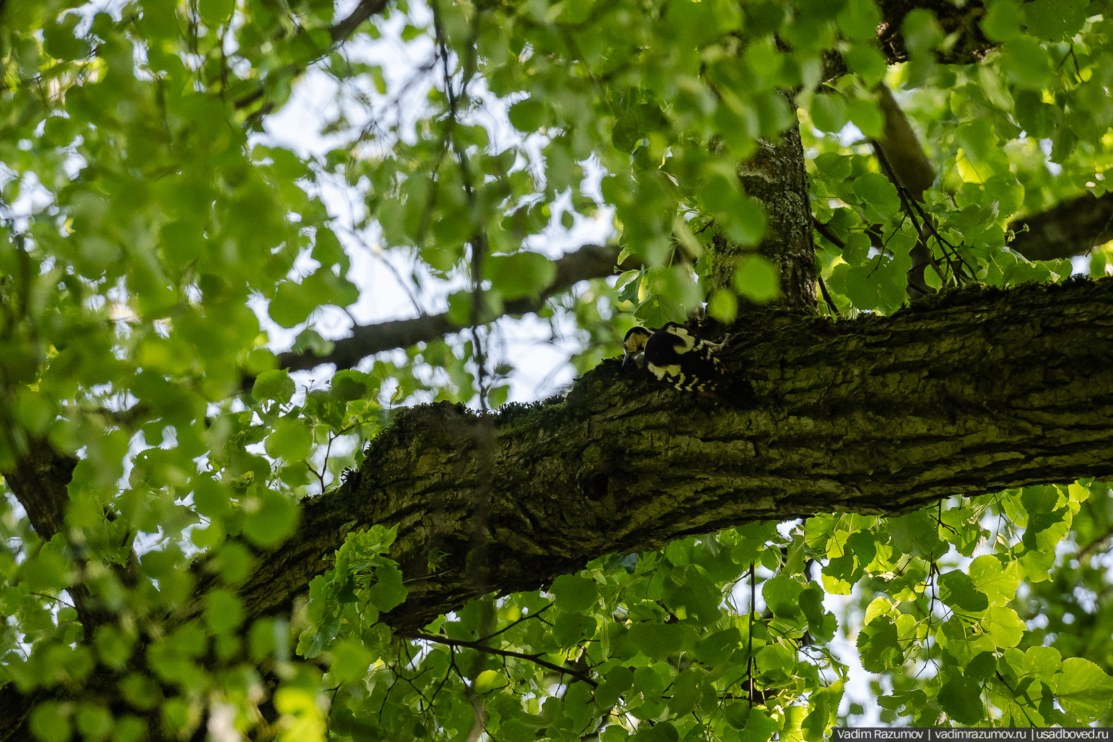 Богородицк, Тульская область