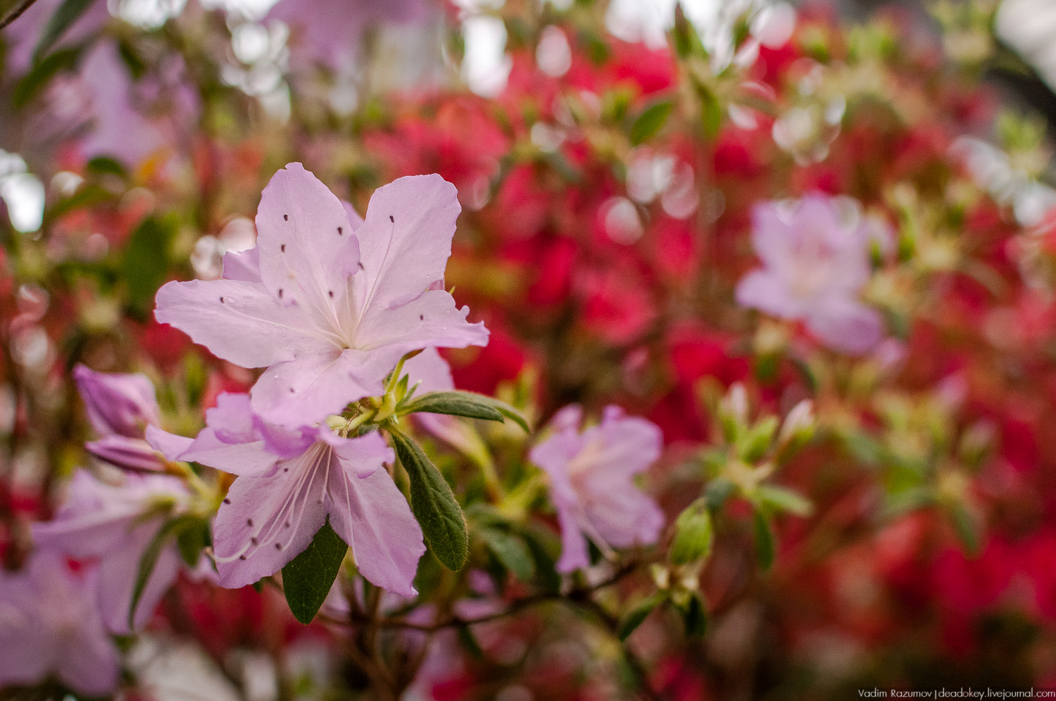 Ботанический сад, фондовая оранжерея, Экоэлектричка, борщевик
