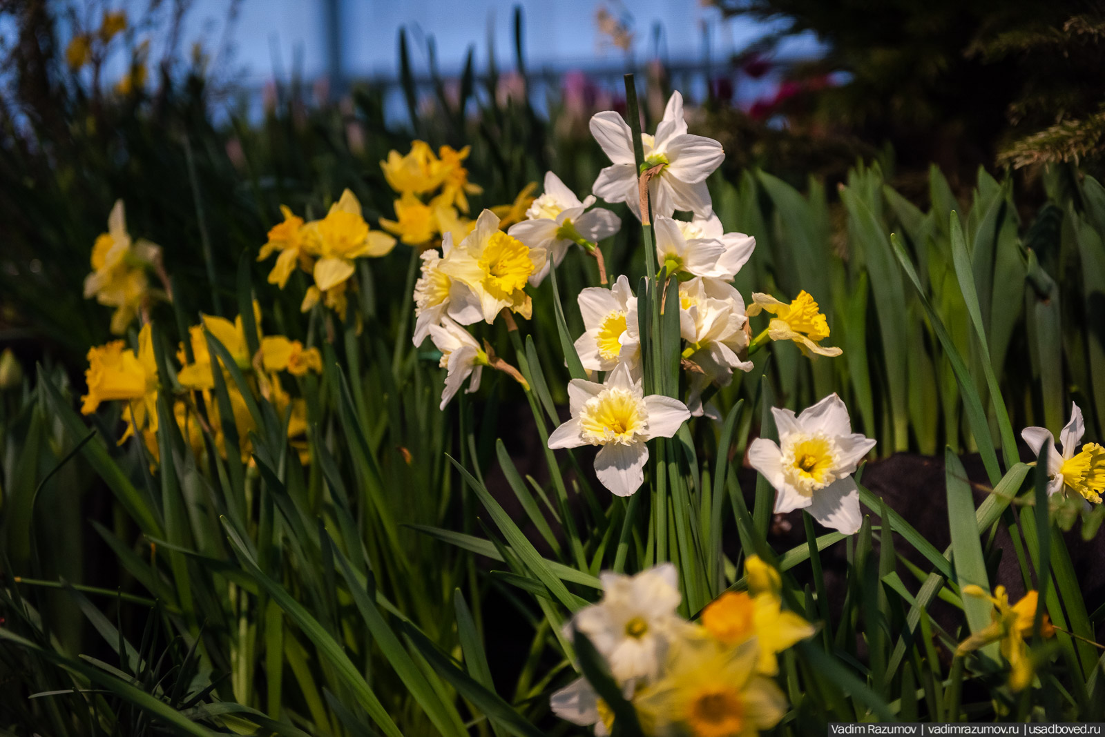 Аптекарский огород, Репетиция весны 2021, цветы, 8 Марта