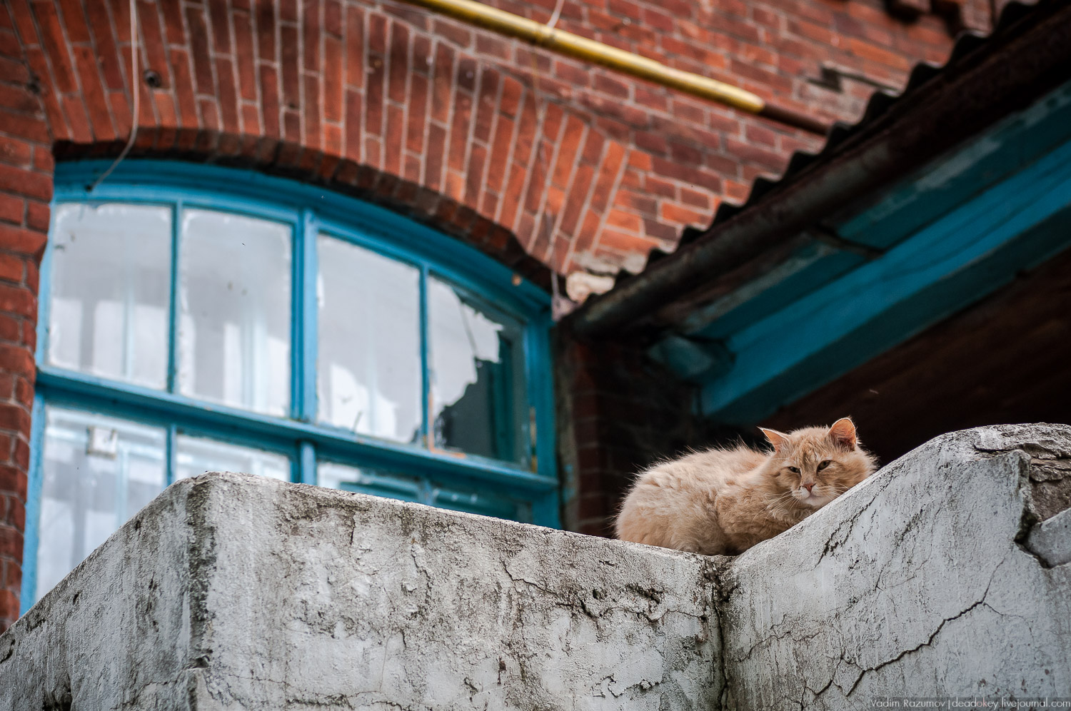 усадьба Старожилово, конезавод
