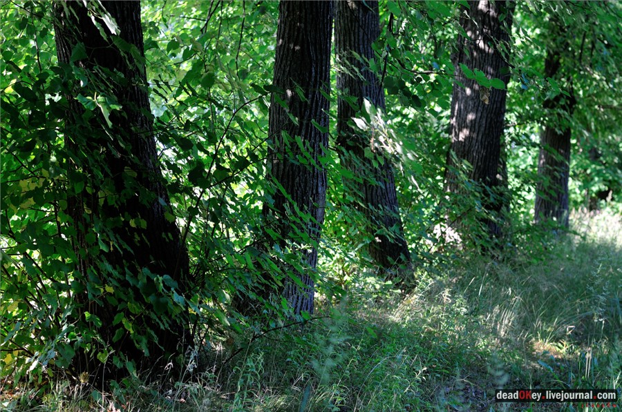 Липовые аллеи в усадьбах