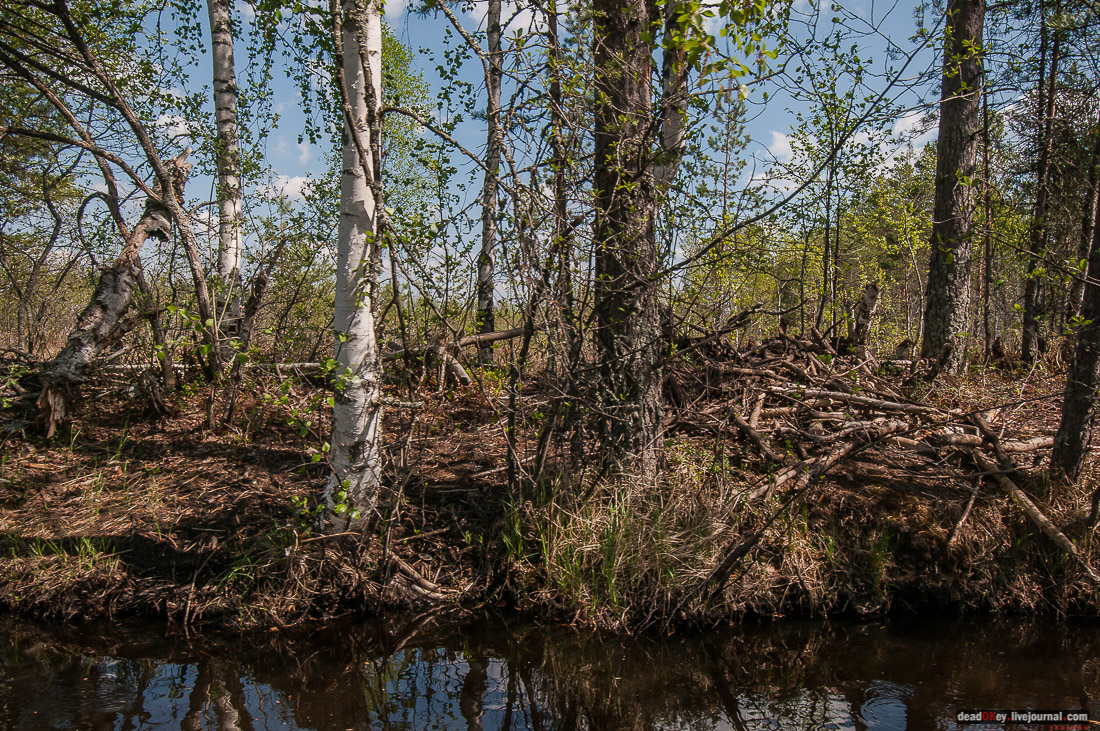 Россия, Карелия, Кондопожский район, Вендеры, Сяпчозеро, Спасская Губа