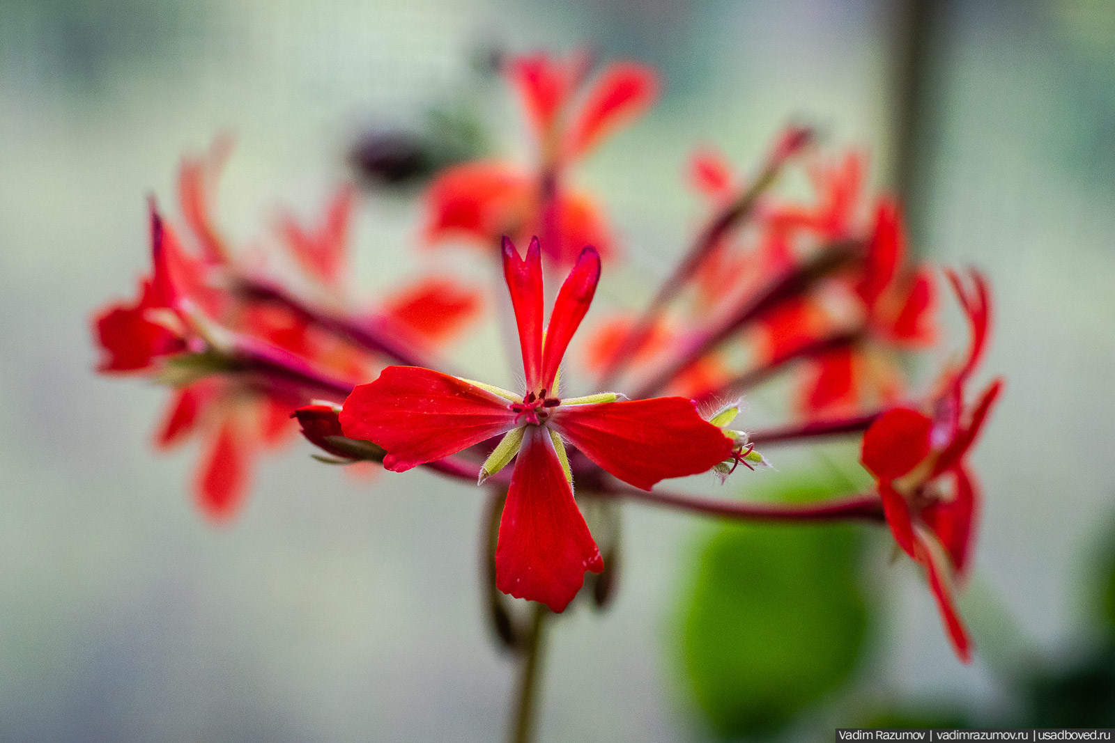 Пеларгония, герань, Вадим Разумов