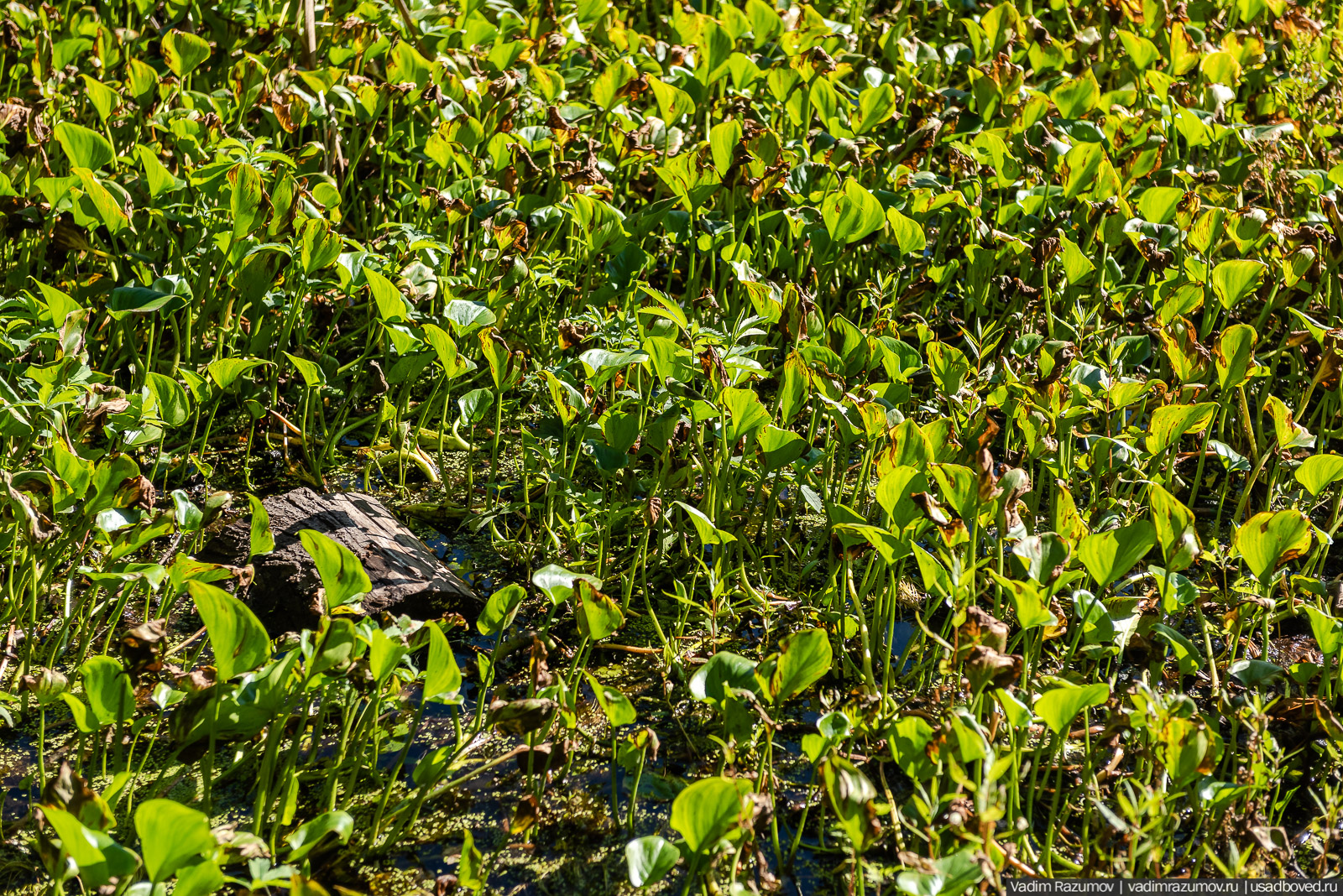 Усадьба Заболотье, парк, курганы, Долгопрудный, Москва