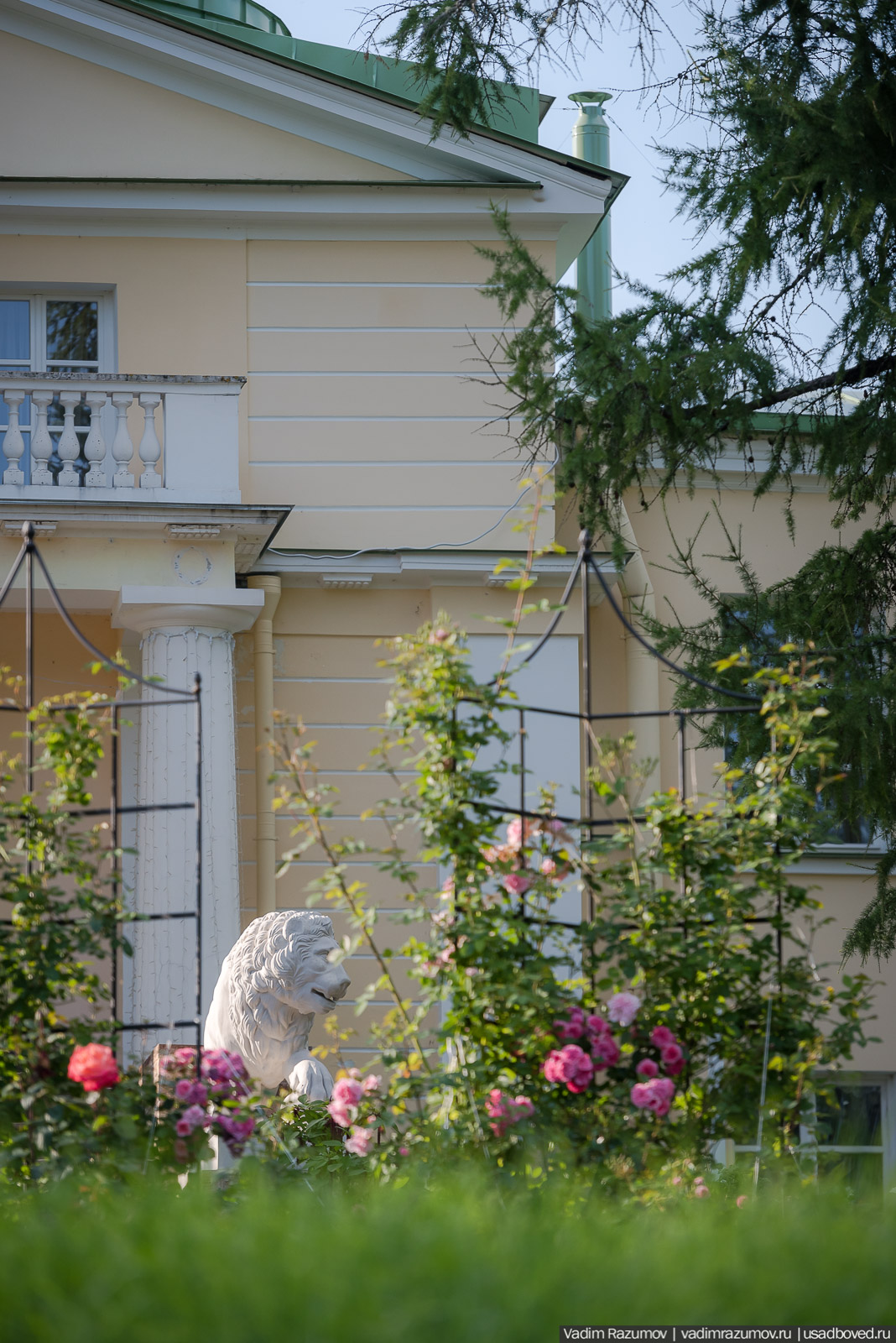 усадьба Марьино Строгановых, розарий, розы, сад