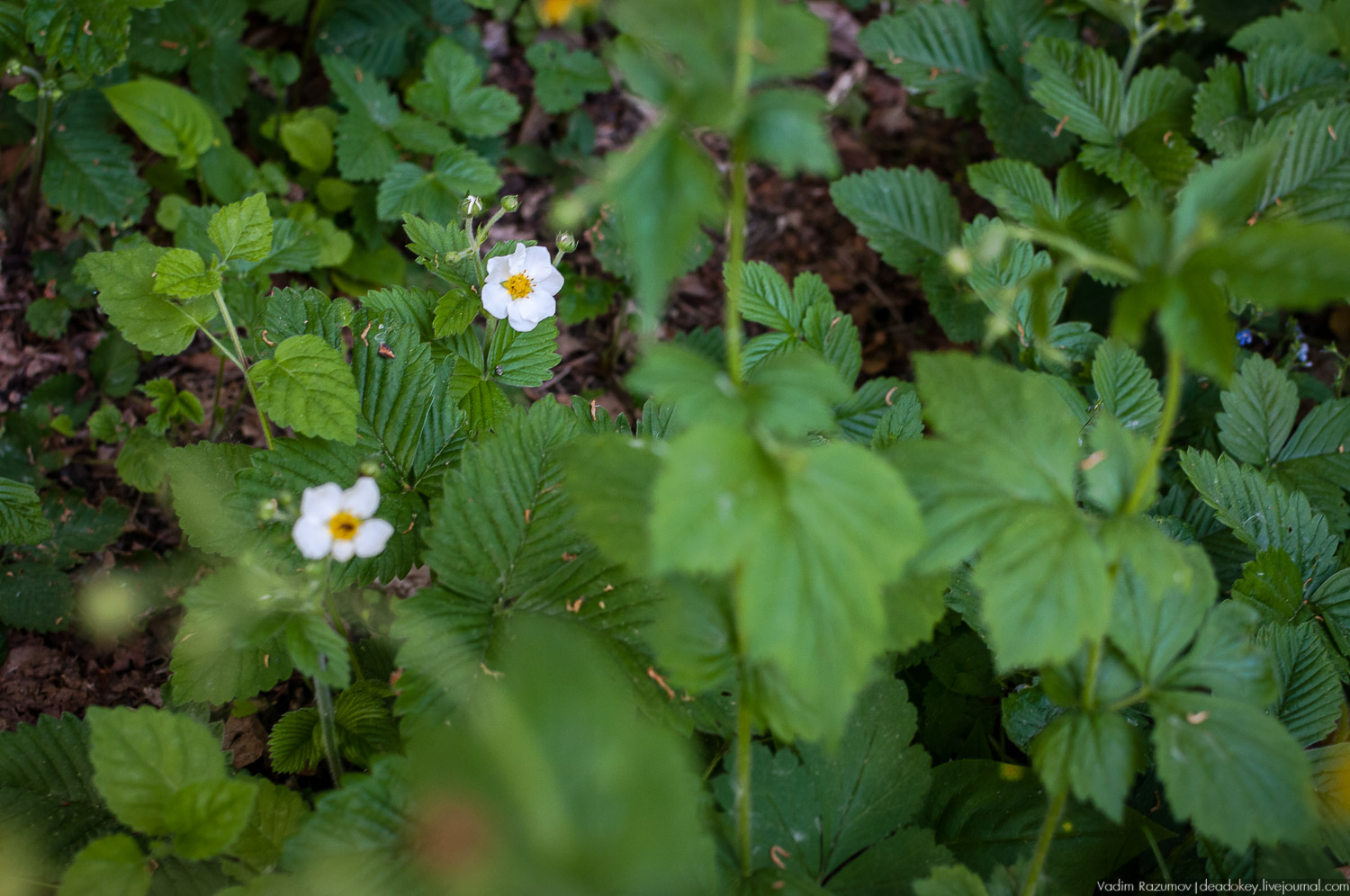 усадьба Валуево в мае