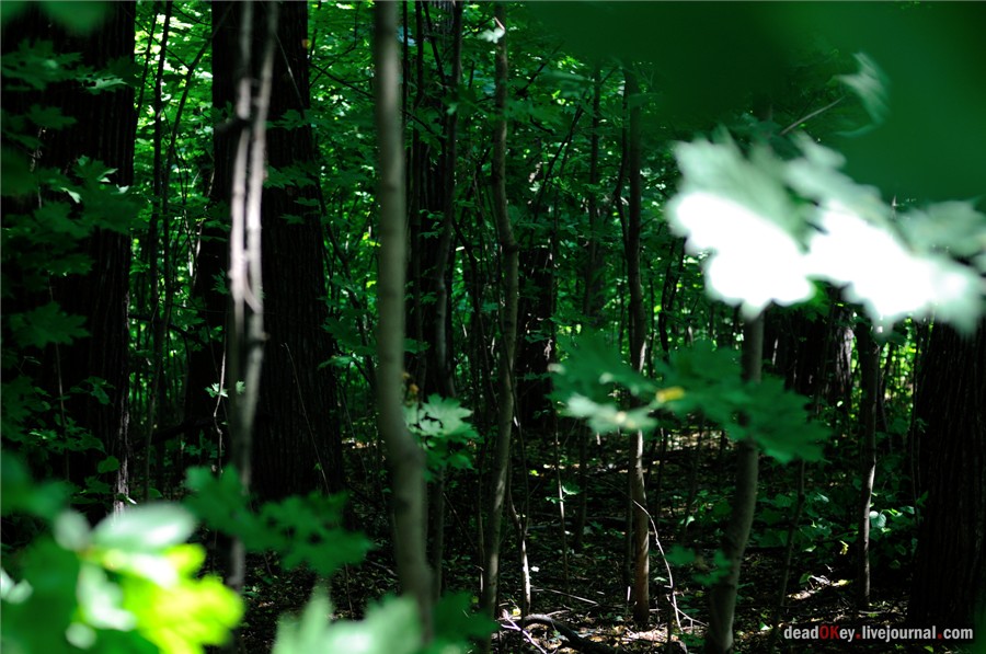 усадьба Образцово