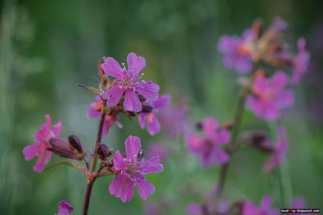 Пейзажный парк в усадьбе Гребнево