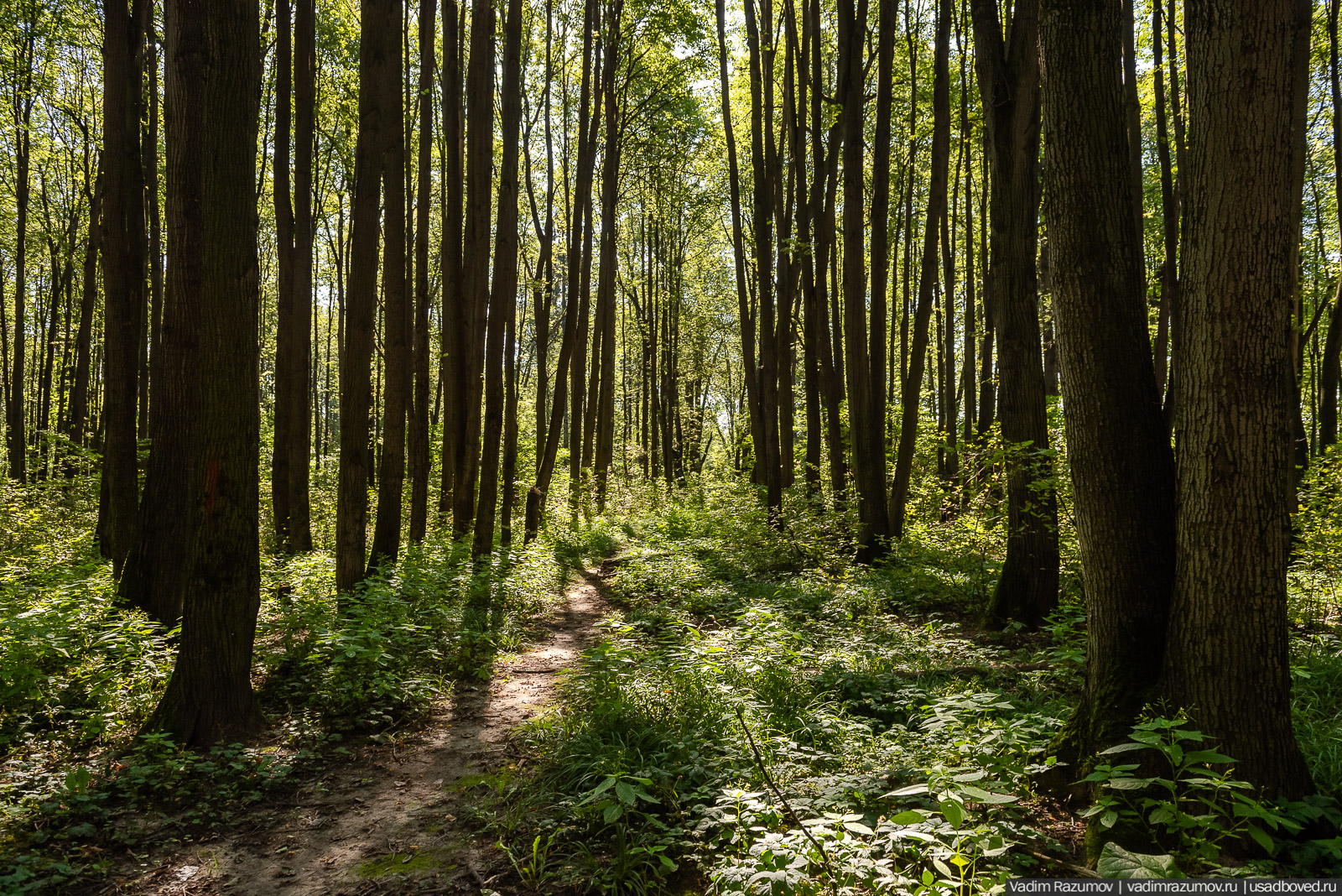 Усадьба Заболотье, парк, курганы, Долгопрудный, Москва