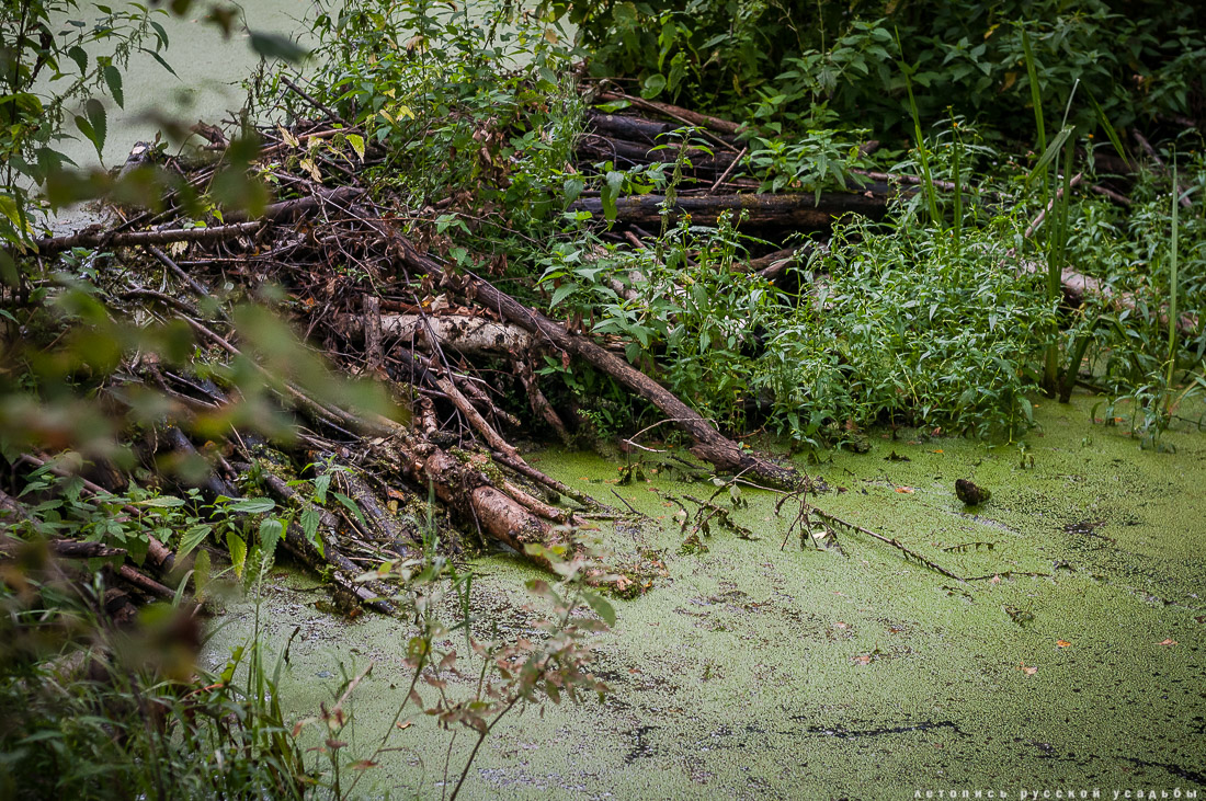Экоэлектричка на родину журавлей в Талдомский район