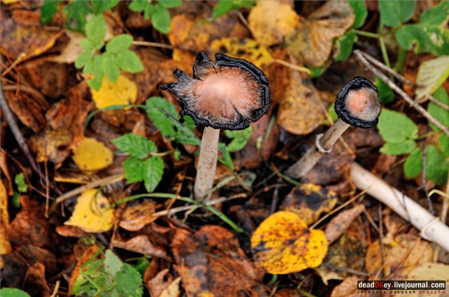 усадьба Лучки