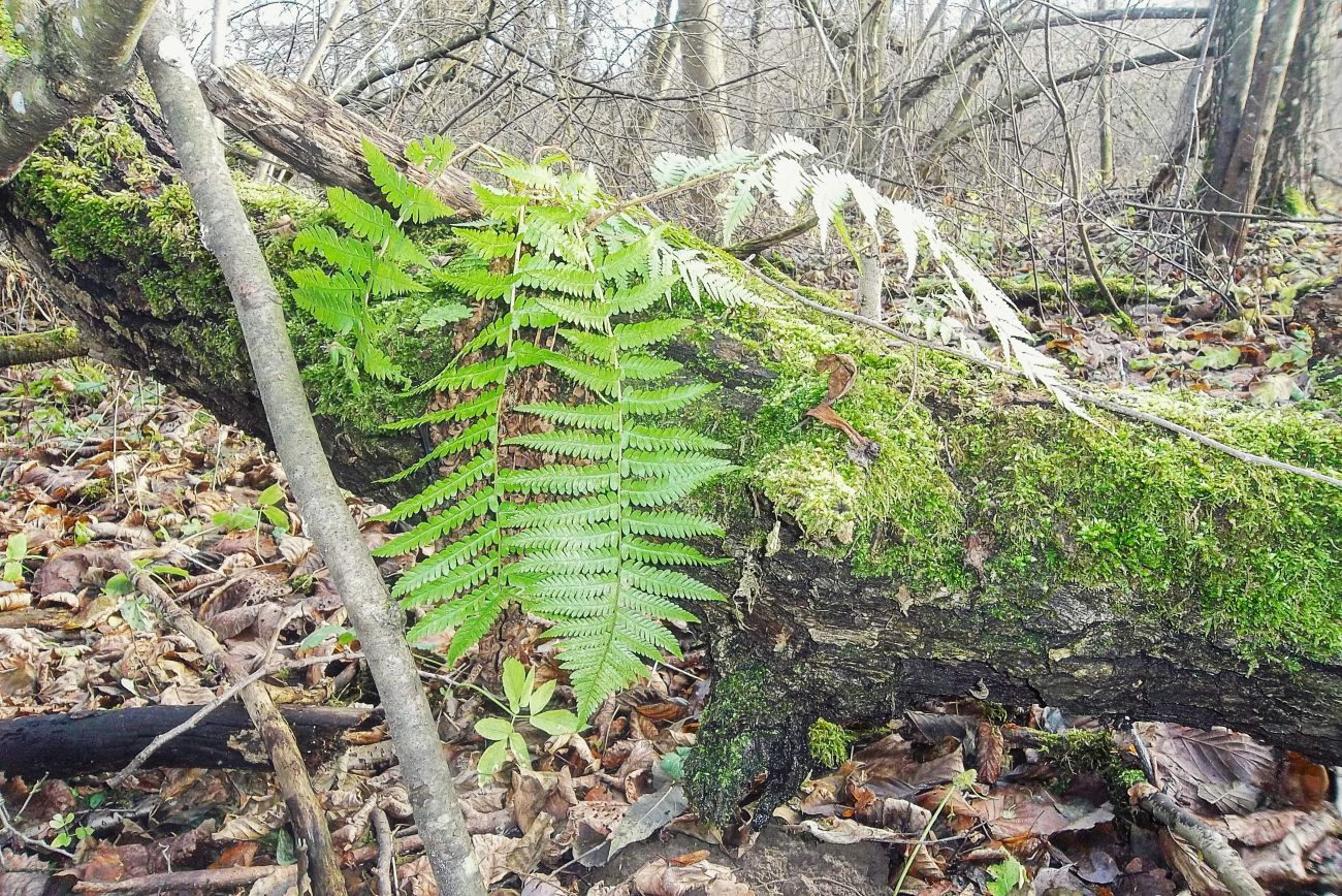 усадьба Кашубинцы