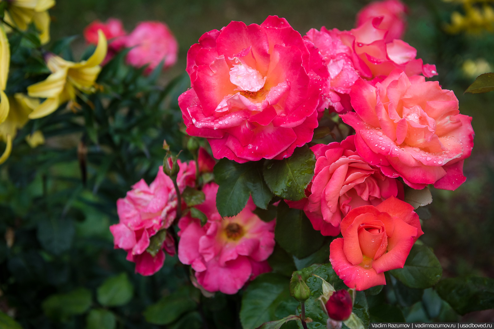 усадьба Марьино Строгановых, розарий, розы, сад