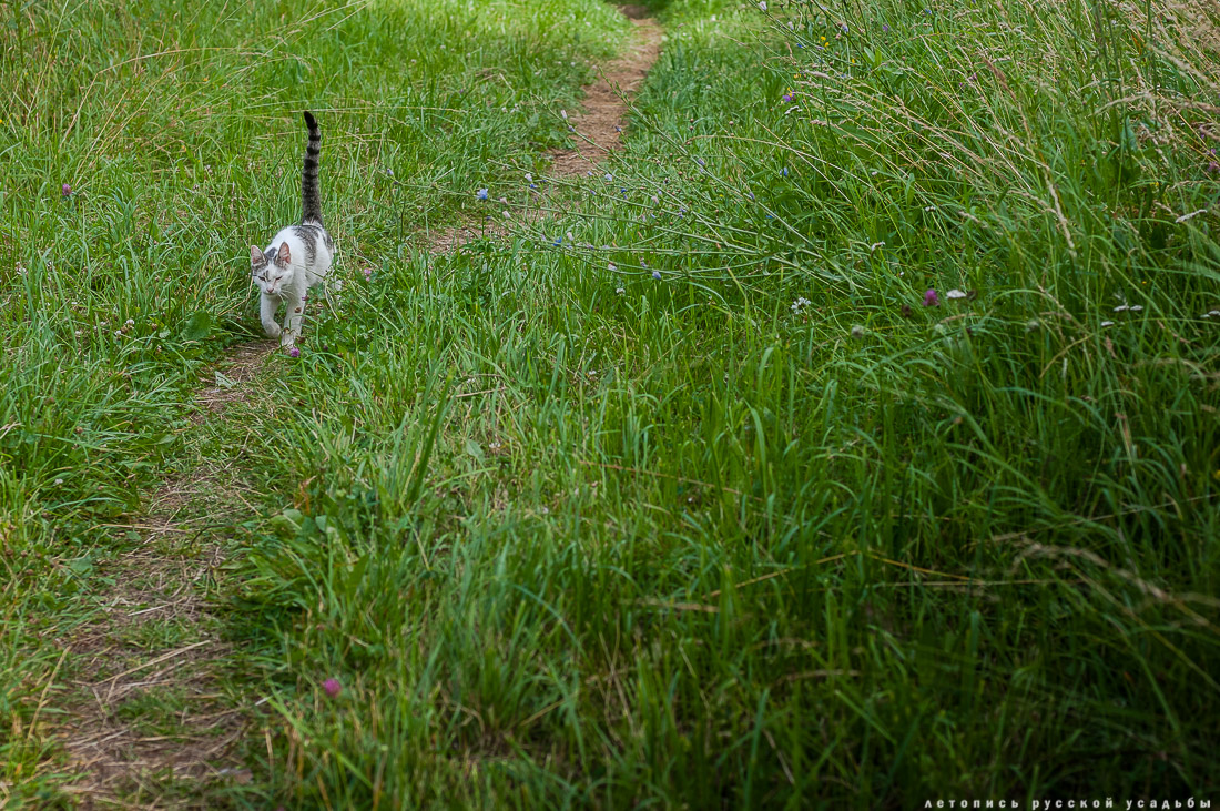 усадьба Отрада-Семеновское