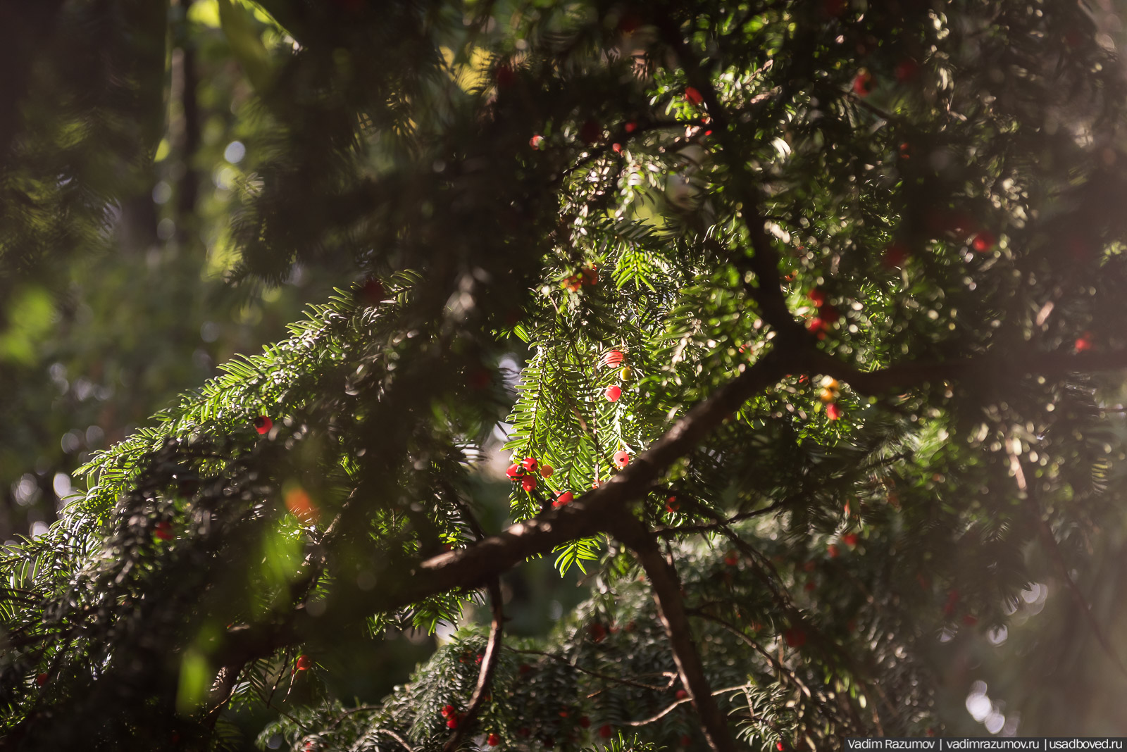 Никитский ботанический сад