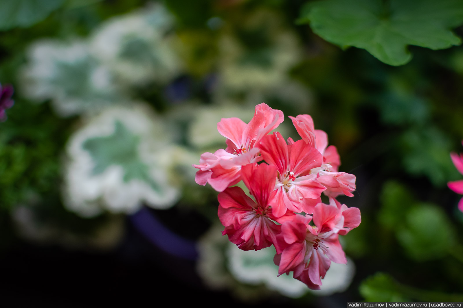 Пеларгония, герань, Вадим Разумов