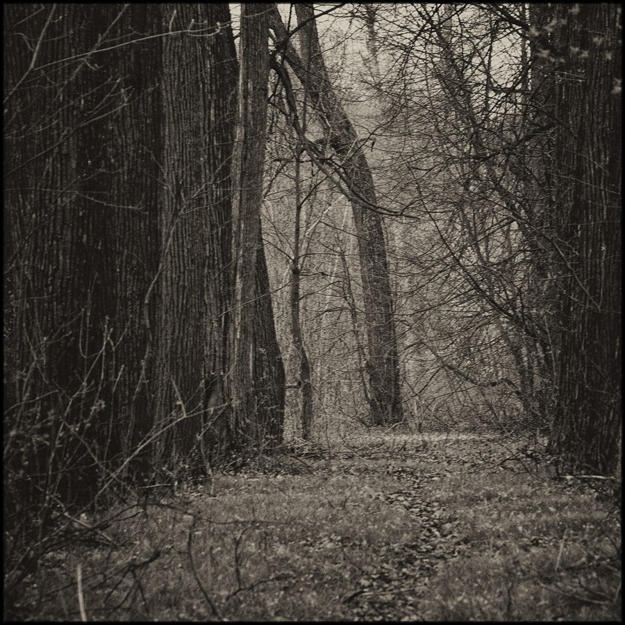 Парковые аллеи в русских усадьбах