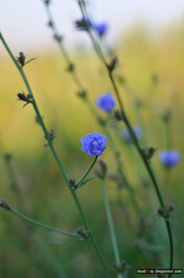 усадьба Клины