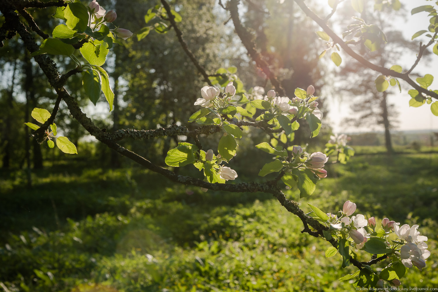 усадьба Воронино