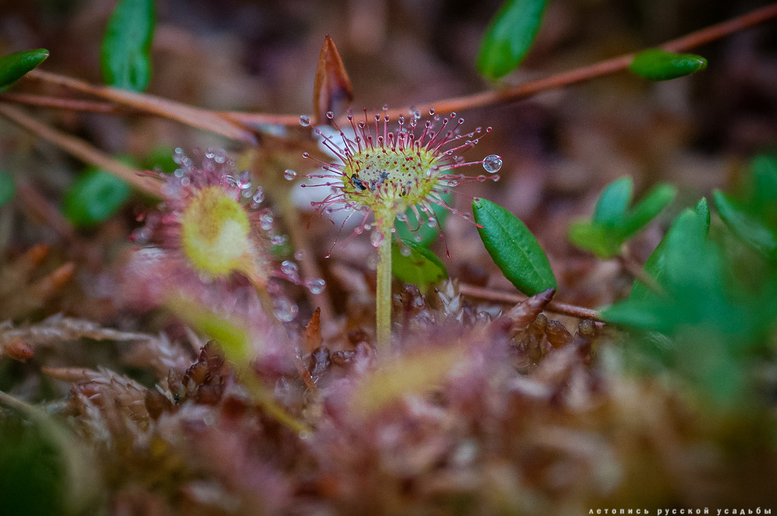 Экоэлектричка на родину журавлей в Талдомский район