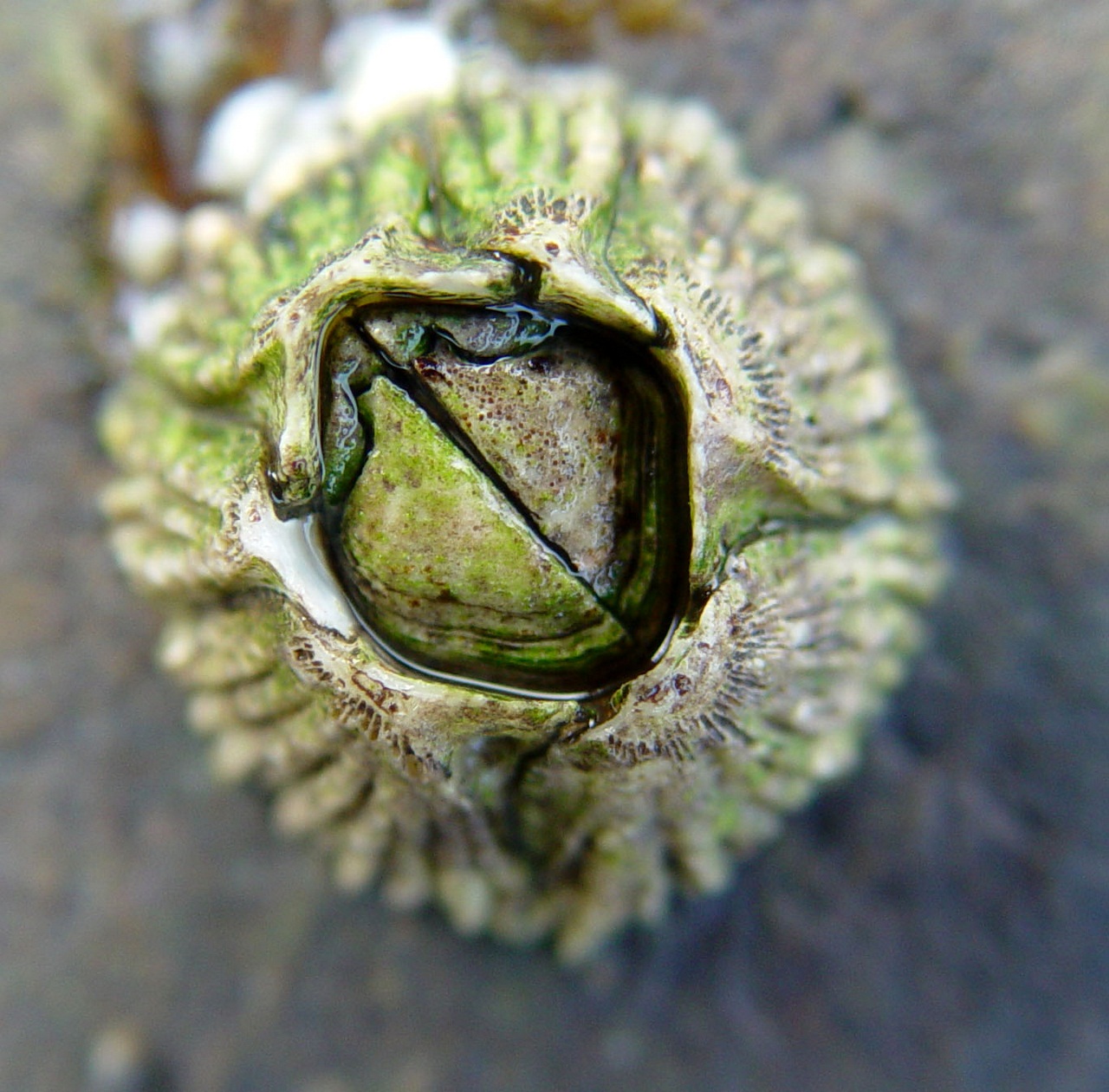 Морские желуди - балянусы желуди, домика, желудей, морских, ножки, жизни, чтобы, рачок, Морские, времени, однако, раковину, способны, очень, усоногих, помощью, головы, образ, животных, морские