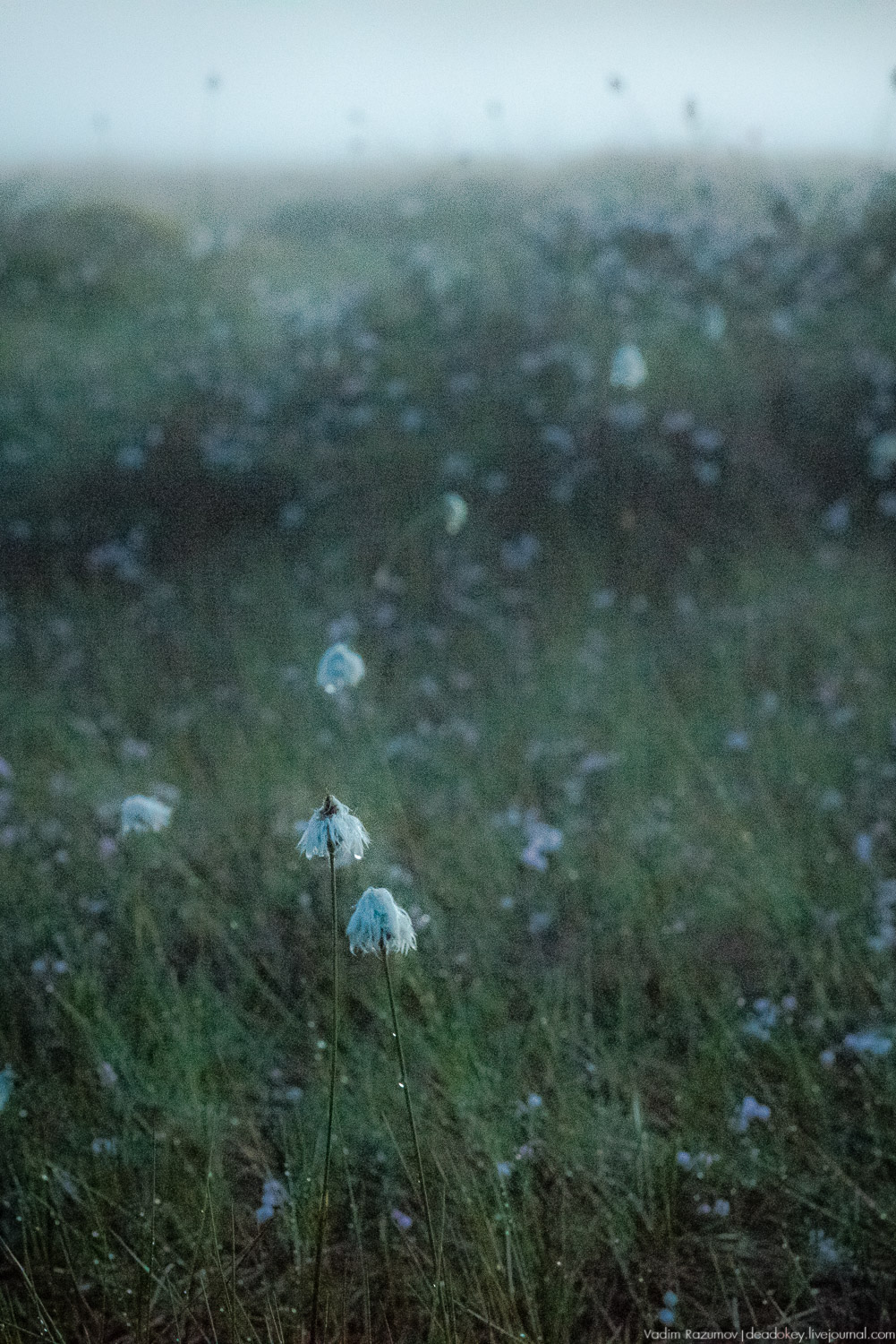 Центрально-лесной государственный природный биосферный заповедник, Нелидовский район, Тверская область, пос. Заповедный