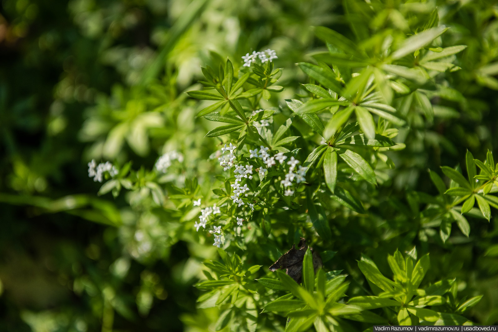 Городище Луковня, Подольское море