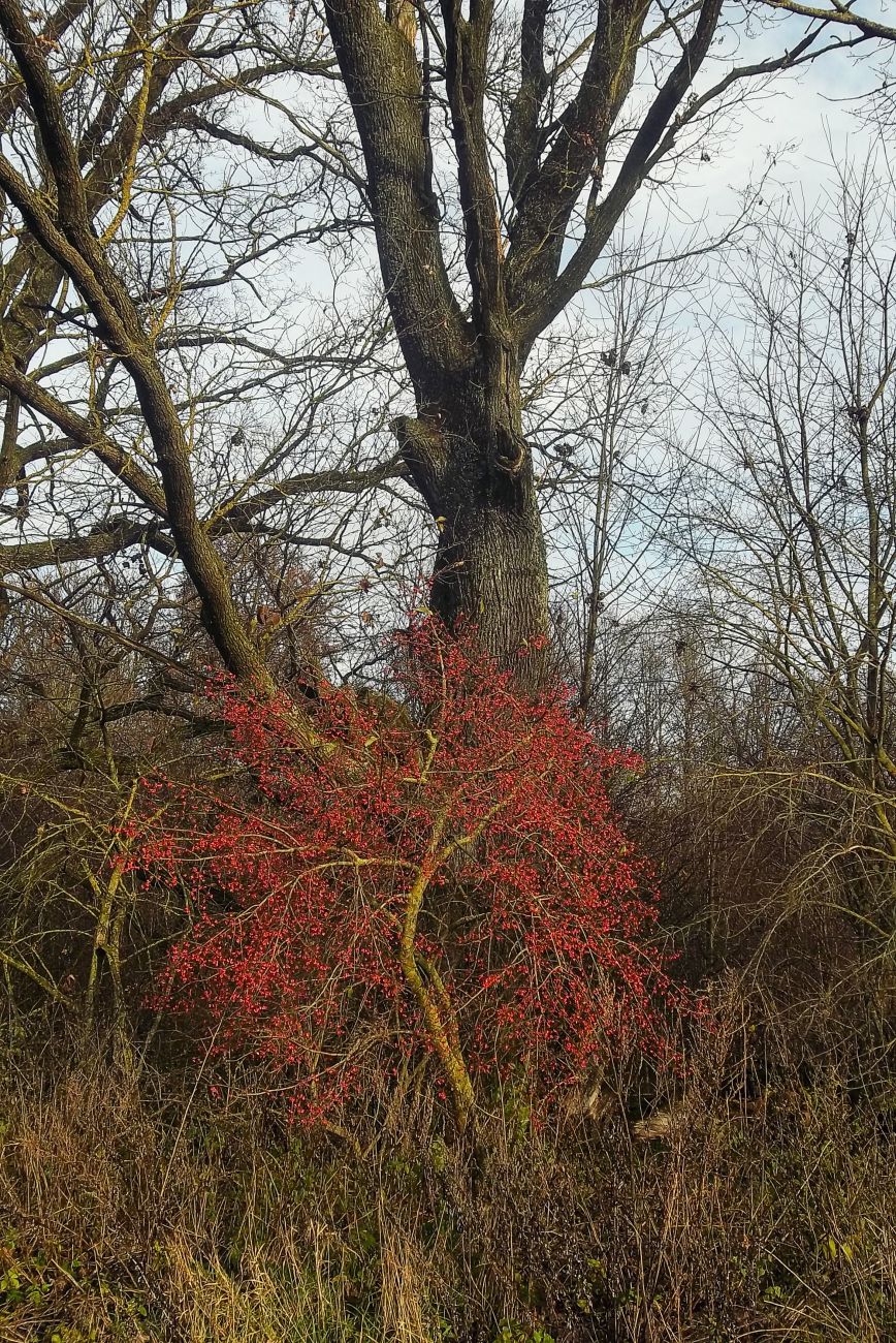 усадьба Кашубинцы