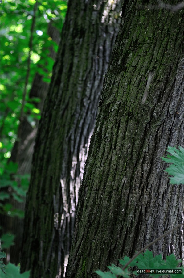 усадьба Образцово