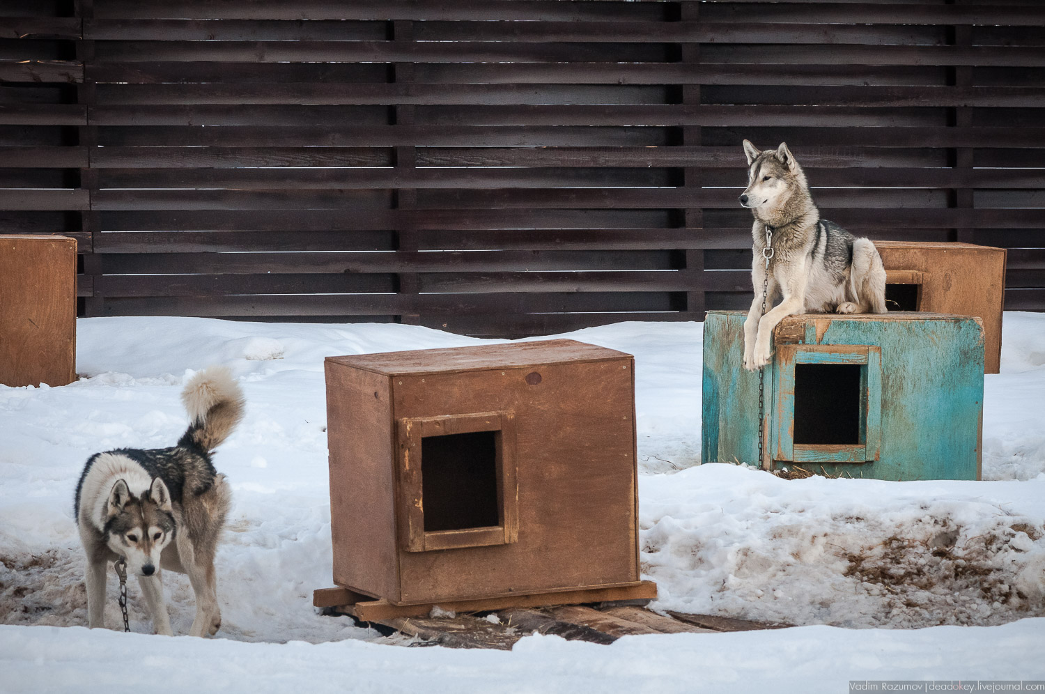 Рузская Аляска, Рузский район Московской области, Экоэлектричка