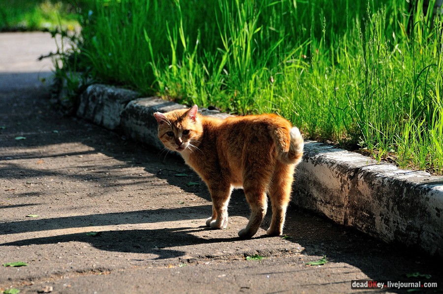 усадьба Богословское-Могильцы