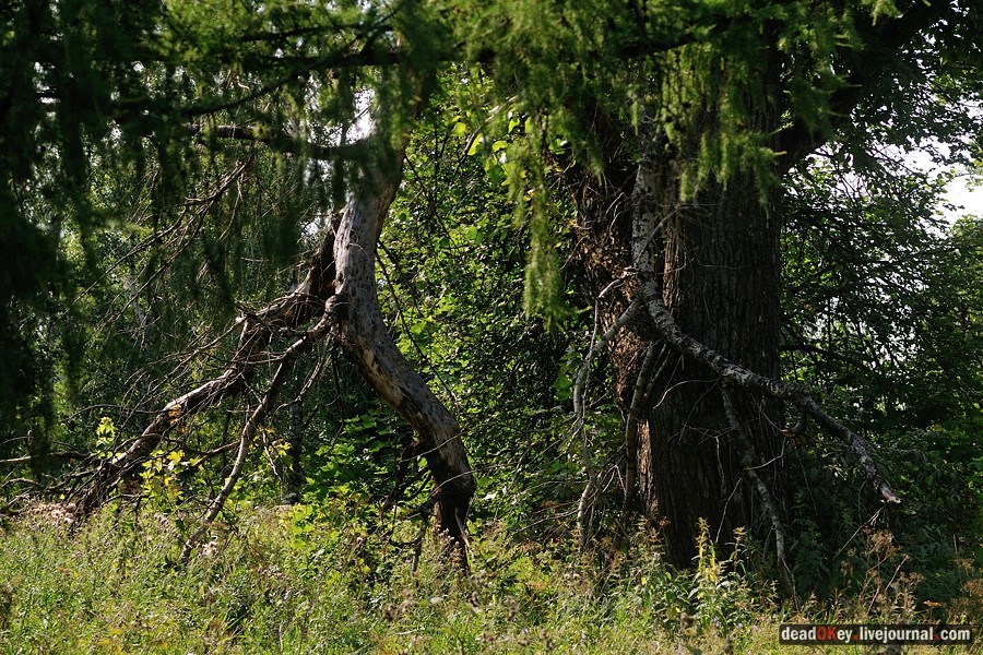 усадьба Пронино