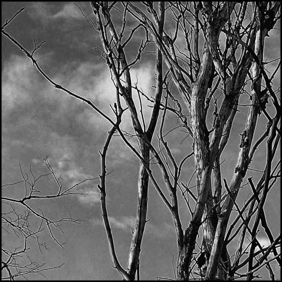 Парковые аллеи в русских усадьбах