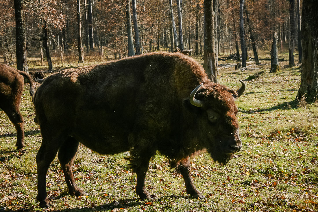 Усадебный экспресс. Экоэлектричка. Зубры и Страусы в Подмосковье.