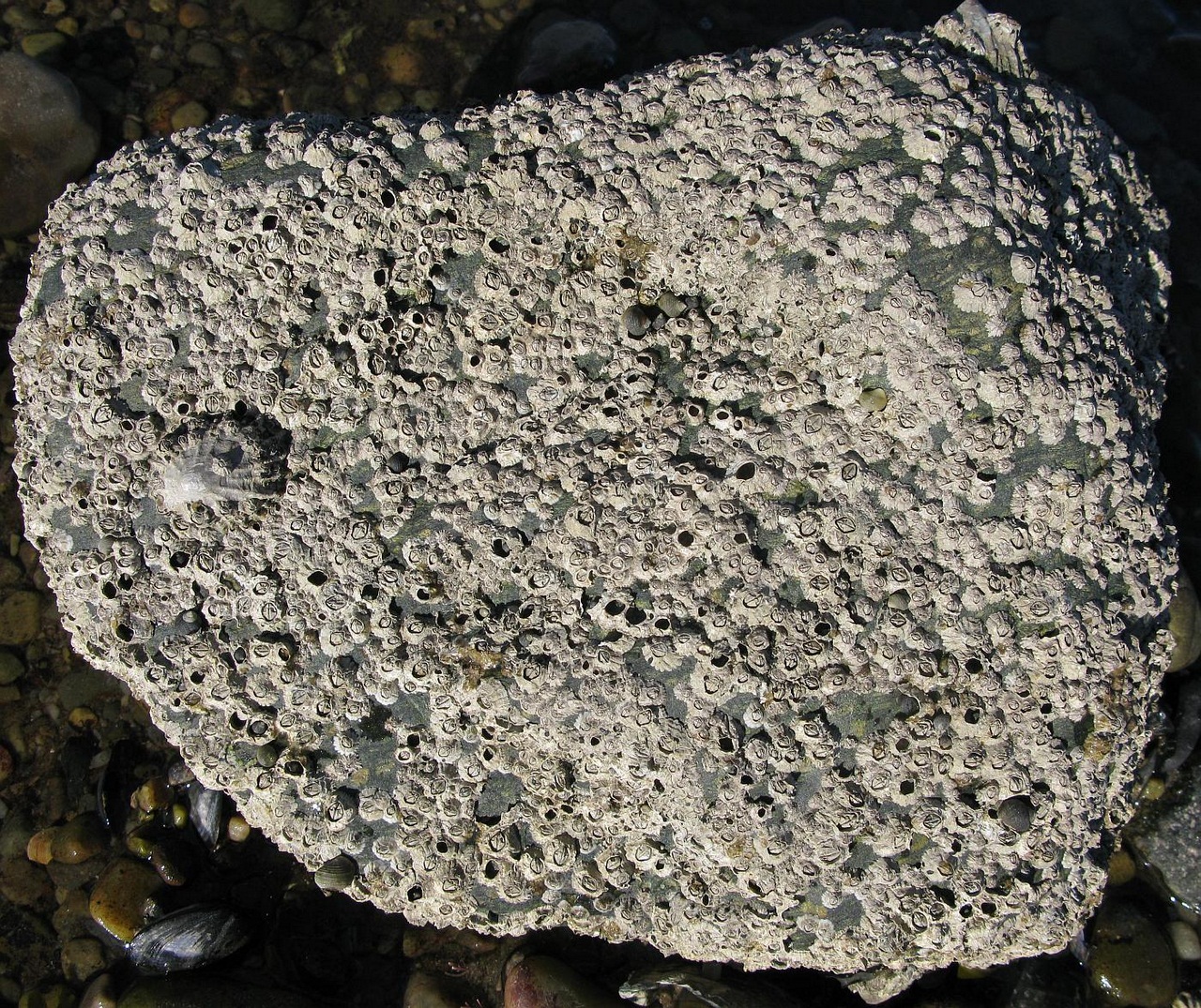 Морские желуди - балянусы желуди, домика, желудей, морских, ножки, жизни, чтобы, рачок, Морские, времени, однако, раковину, способны, очень, усоногих, помощью, головы, образ, животных, морские