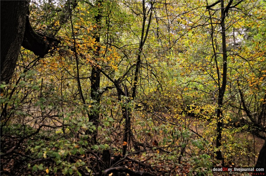 усадьба Ляхово