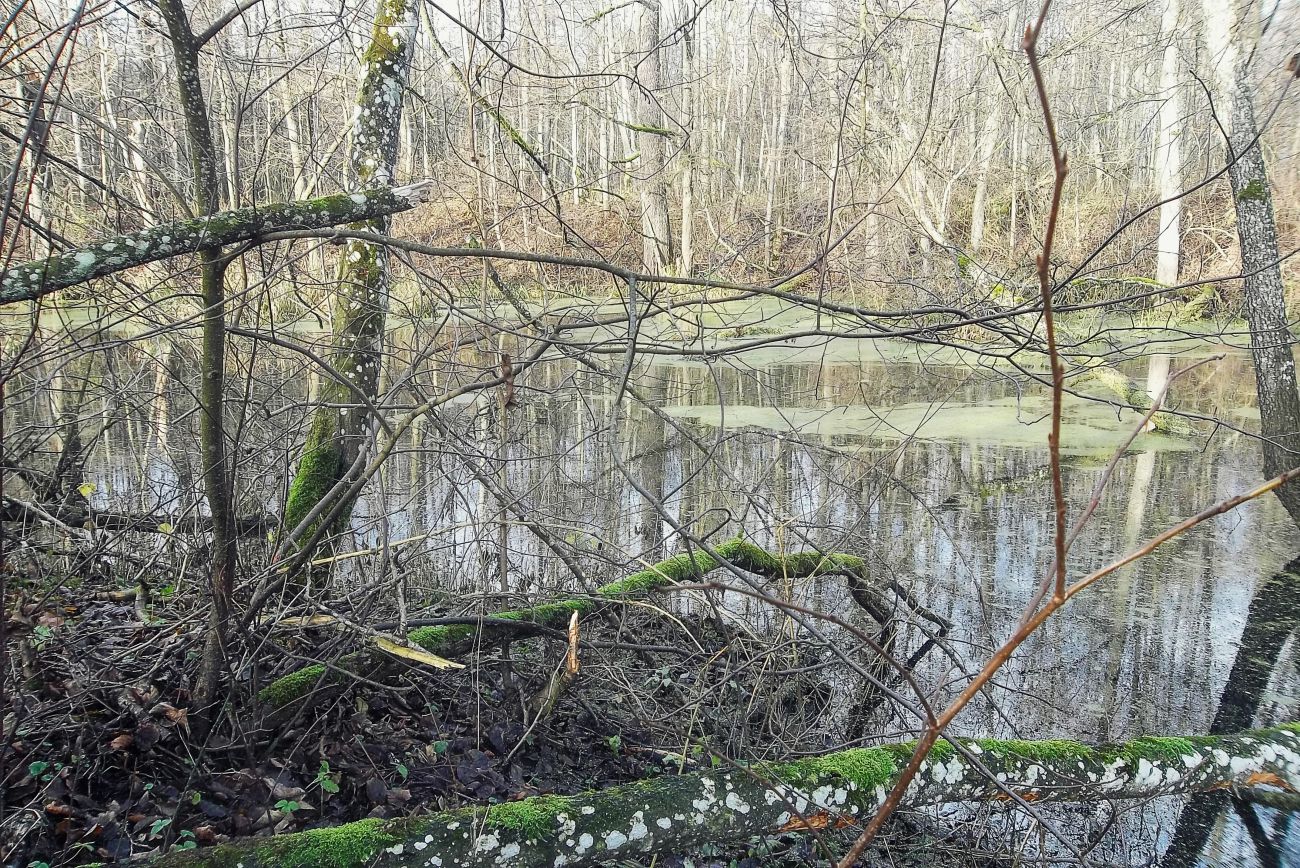 усадьба Кашубинцы