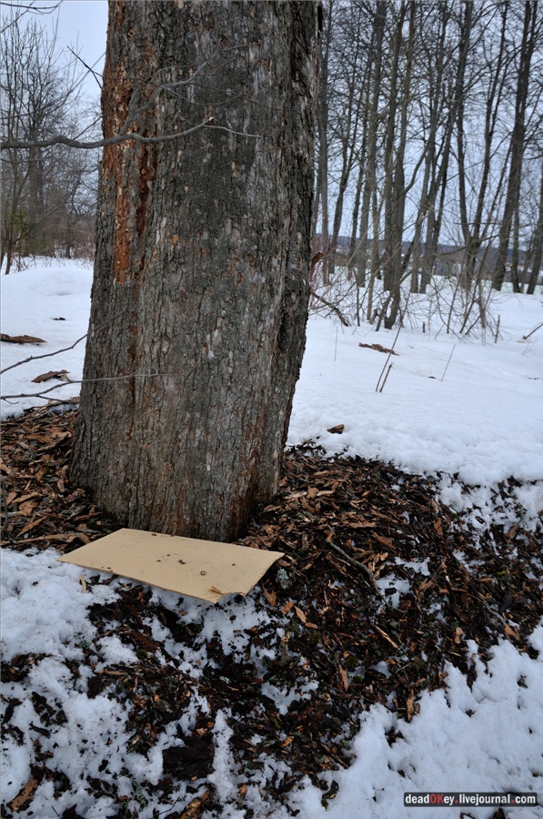 усадьба Ельдигино